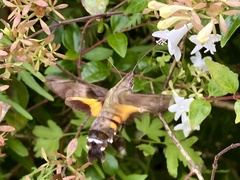 Macroglossum