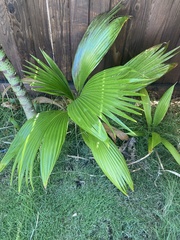 Pritchardia