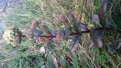 Hylotelephium telephium