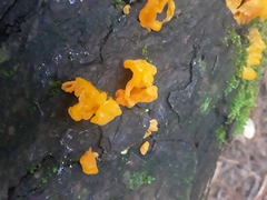 Dacrymycetaceae
