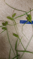 Carex lurida