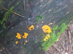 Dacrymycetaceae