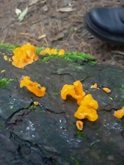 Dacrymycetaceae
