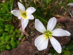 Zephyranthes candida