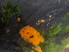 Dacrymycetaceae