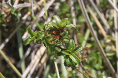 Cliffortia ferruginea