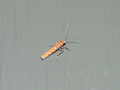 Atteva charopis