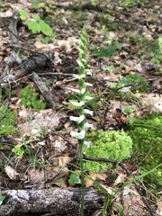 Spiranthes incurva