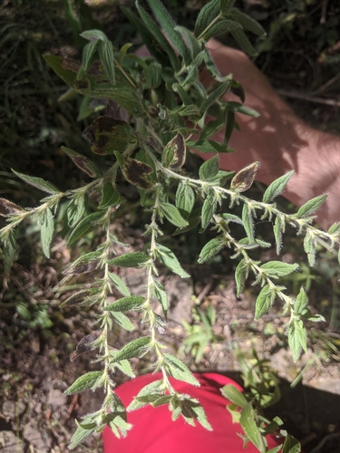 Image of Lithospermum parviflorum by (c) Trevor Edmonson, some rights reserved (CC BY)