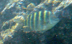 Abudefduf septemfasciatus