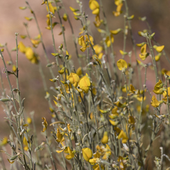 Crotalaria eremaea