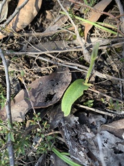 Glossodia major