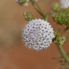 Trachymene glaucifolia