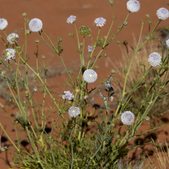 Trachymene glaucifolia