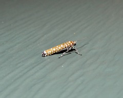 Atteva charopis