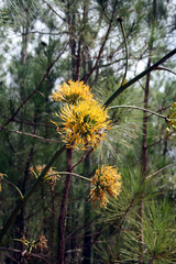 Agave intermixta