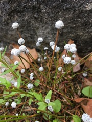 Eriocaulon aquaticum