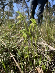 Pterostylis unicornis