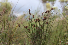 Platycaulos callistachyus