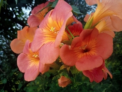 Campsis grandiflora