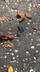 Kaniska canace nojaponicum