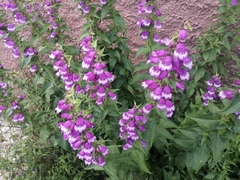 Penstemon hidalgensis