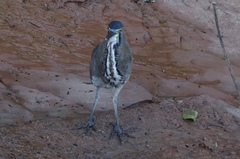 Tigrisoma fasciatum