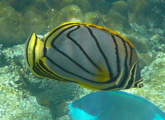 Chaetodon meyeri