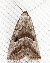 Hypenodes caducus