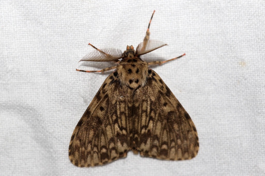 Lymantria leucerythra