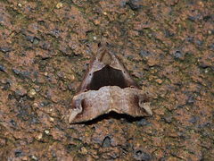 Hypena gonospilalis