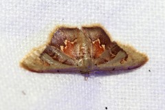 Idaea purpurascens