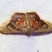 Idaea purpurascens - Photo (c) Martin Grimm, algunos derechos reservados (CC BY-NC), subido por Martin Grimm