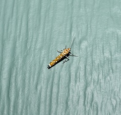 Atteva charopis