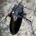 Live-oak Root Borer - Photo (c) Noah Frade, some rights reserved (CC BY-NC-ND), uploaded by Noah Frade