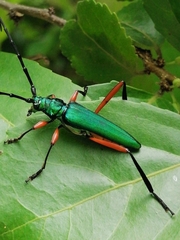 Plinthocoelium chilense