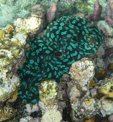 Tridacna noae