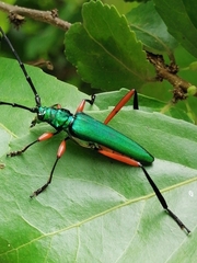 Plinthocoelium chilense