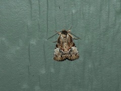 Alophosoma emmelopis