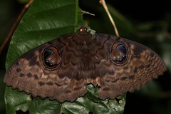 Erebus walkeri