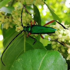 Plinthocoelium chilense