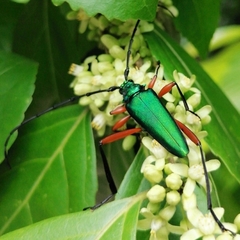 Plinthocoelium chilense