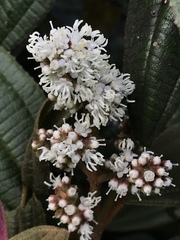 Miconia cataractae
