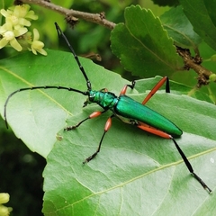 Plinthocoelium chilense