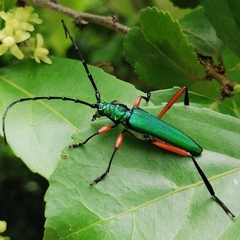 Plinthocoelium chilense