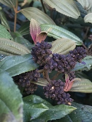 Miconia cataractae