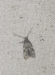 Taygete attributella