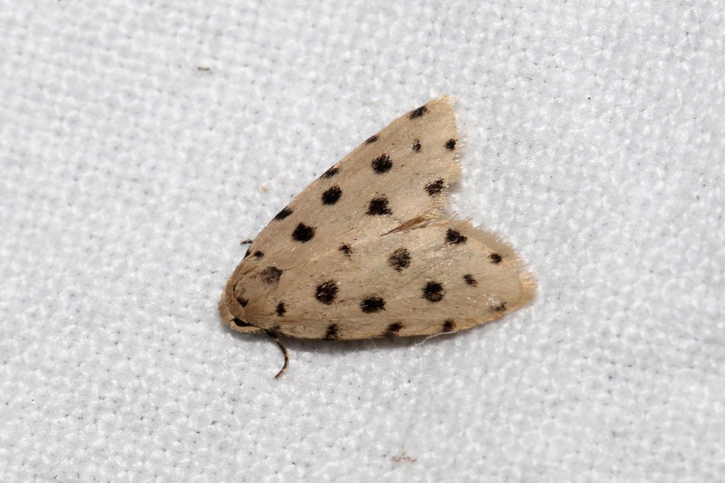 Siccia cretata