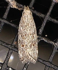 Helcystogramma chambersella
