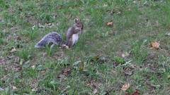 Sciurus carolinensis